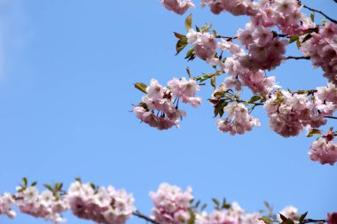Gökyüzü arka planındaki dallarda pembe kiraz çiçekleri Riga, Letonya 'da kiraz çiçekleri veya sakura 