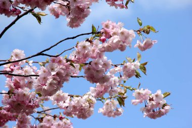 Gökyüzü arka planındaki dallarda pembe kiraz çiçekleri Riga, Letonya 'da kiraz çiçekleri veya sakura 