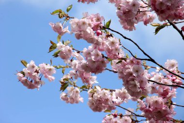 Gökyüzü arka planındaki dallarda pembe kiraz çiçekleri Riga, Letonya 'da kiraz çiçekleri veya sakura 