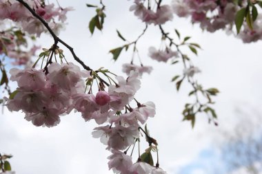 Gökyüzü arka planındaki dallarda pembe kiraz çiçekleri Riga, Letonya 'da kiraz çiçekleri veya sakura 