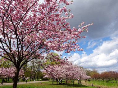 Riga, Letonya - Mayıs 05, 2021: İnsanlar Riga, Letonya 'daki Zafer Parkı' nda (Uzvaras parkları) kiraz sakura çiçekleri arasında yürüyüp dinleniyorlar.