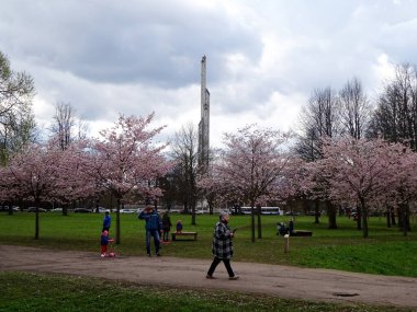 Riga, Letonya - Mayıs 05, 2021: İnsanlar Riga, Letonya 'daki Zafer Parkı' nda (Uzvaras parkları) kiraz sakura çiçekleri arasında yürüyüp dinleniyorlar.