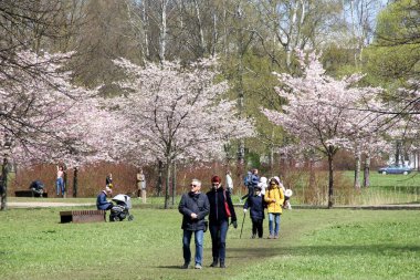 Riga, Letonya - Mayıs 05, 2021: İnsanlar Riga, Letonya 'daki Zafer Parkı' nda (Uzvaras parkları) kiraz sakura çiçekleri arasında yürüyüp dinleniyorlar.