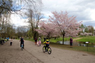 Riga, Letonya - Mayıs 05, 2021: İnsanlar Riga, Letonya 'daki Zafer Parkı' nda (Uzvaras parkları) kiraz sakura çiçekleri arasında yürüyüp dinleniyorlar.