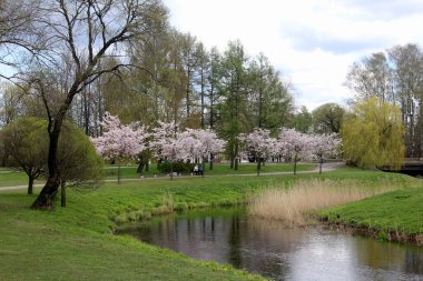 Riga, Letonya - Mayıs 05, 2021: İnsanlar Riga, Letonya 'daki Zafer Parkı' nda (Uzvaras parkları) kiraz sakura çiçekleri arasında yürüyüp dinleniyorlar.