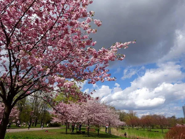 Riga Lettland Mai 2021 Menschen Spazieren Und Ruhen Blühenden Kirschsakura — Stockfoto