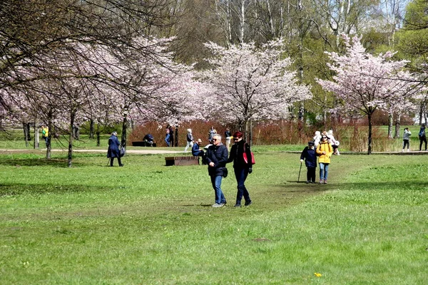 Riga Latvia May 2021 People Walks Rests Blooming Cherry Sakura — Stock Photo, Image