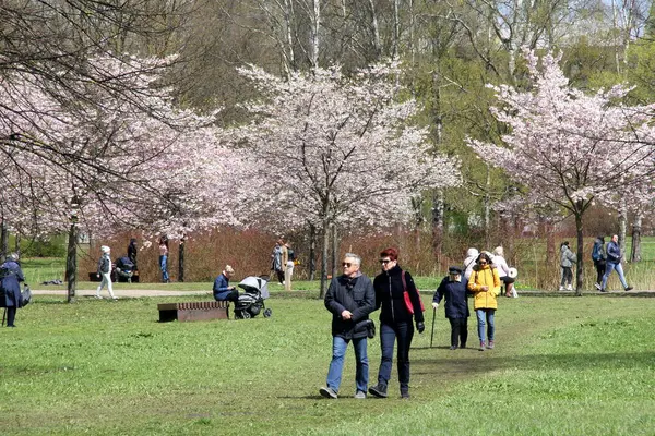 Riga Latvia May 2021 People Walks Rests Blooming Cherry Sakura — Stock Photo, Image