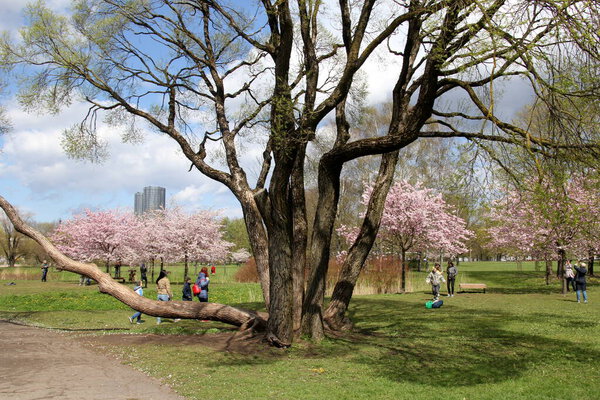 Riga, Latvia - may 05, 2021: People walks and rests in blooming cherry sakura in Victory park (Uzvaras parks) in Riga, Latvia.