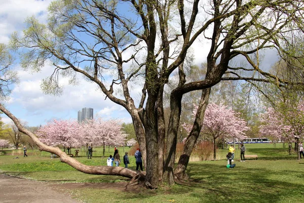 Riga Letonia Mayo 2021 Gente Camina Descansa Floreciente Sakura Cerezo — Foto de Stock
