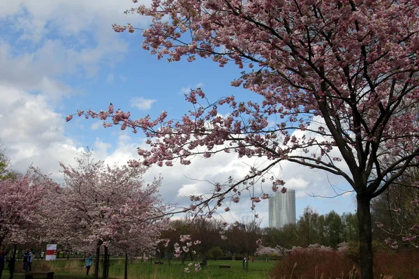 Riga Lettland Mai 2021 Menschen Spazieren Und Ruhen Blühenden Kirschsakura — Stockfoto