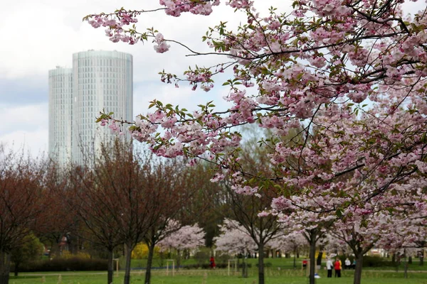 Riga Lettland Mai 2021 Menschen Spazieren Und Ruhen Blühenden Kirschsakura — Stockfoto