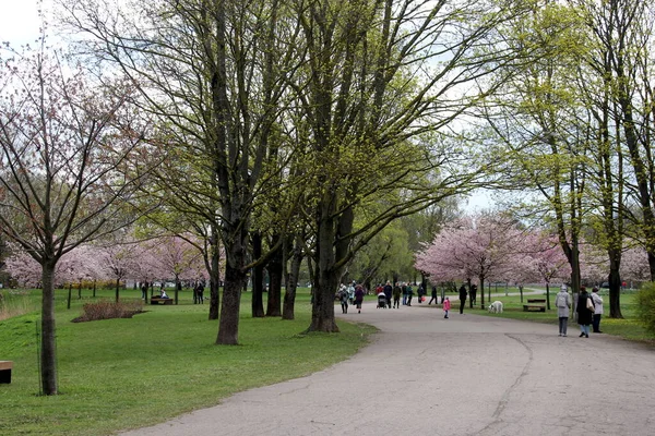 Riga Lettland Mai 2021 Menschen Spazieren Und Ruhen Blühenden Kirschsakura — Stockfoto