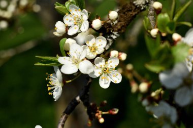 Bahçede bir bahar günü kiraz çiçeklerinin beyaz çiçekleri