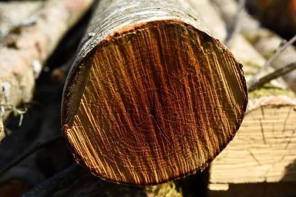 Cross section of tree trunk, sawn wood. Cross sectional cut end of log showing the pattern and texture created by the growth rings. Wooden structure