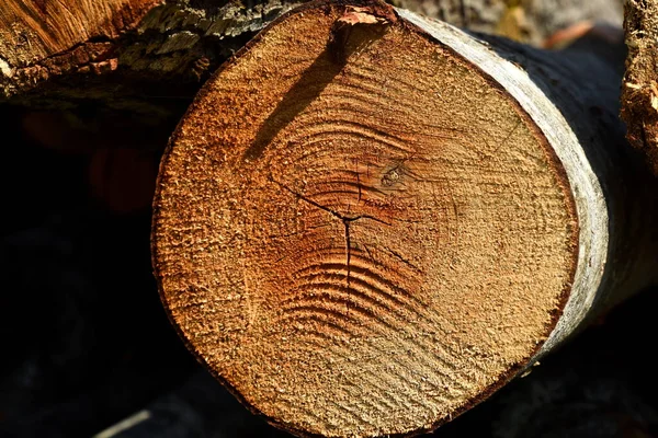 Cross section of tree trunk, sawn wood. Cross sectional cut end of log showing the pattern and texture created by the growth rings. Wooden structure