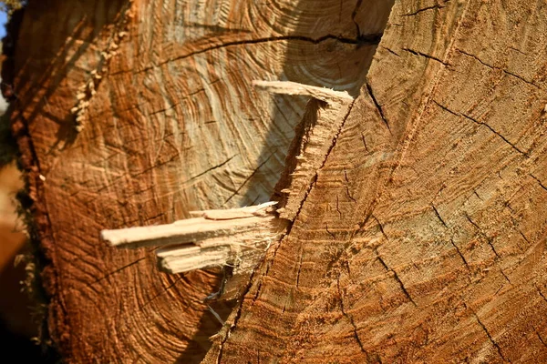 Sezione Trasversale Del Tronco Albero Legno Segato Sezione Trasversale Fine — Foto Stock