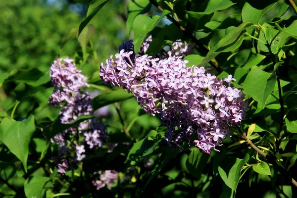 夏に青ライラック シリンガ バルガリス の開花植物が閉まります 緑の葉を持つ枝木の上の青い花の束 — ストック写真