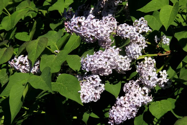 Lilás Azul Syringa Vulgaris Planta Com Flores Fechar Verão Monte — Fotografia de Stock