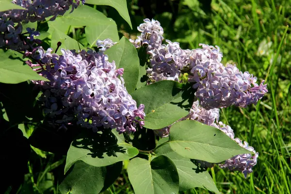 Pianta Fiore Lilla Azzurra Syringa Vulgaris Primo Piano Estate Mazzo — Foto Stock