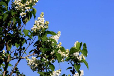 Ağacın üzerinde çiçek açan leylak çiçekleri (şırınga vulgaris). Çiçek açan sıradan şırınga vulgaris beyaz leylaklar