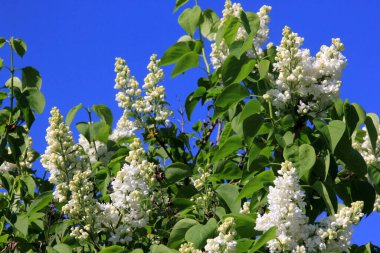 Ağacın üzerinde çiçek açan leylak çiçekleri (şırınga vulgaris). Çiçek açan sıradan şırınga vulgaris beyaz leylaklar