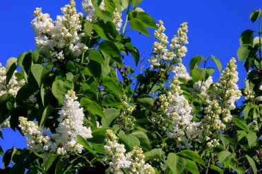 Ağacın üzerinde çiçek açan leylak çiçekleri (şırınga vulgaris). Çiçek açan sıradan şırınga vulgaris beyaz leylaklar