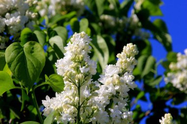 Ağacın üzerinde çiçek açan leylak çiçekleri (şırınga vulgaris). Çiçek açan sıradan şırınga vulgaris beyaz leylaklar