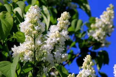 Ağacın üzerinde çiçek açan leylak çiçekleri (şırınga vulgaris). Çiçek açan sıradan şırınga vulgaris beyaz leylaklar