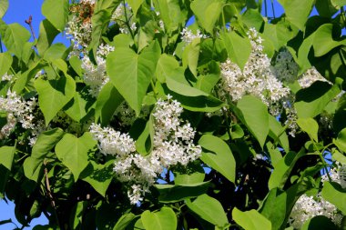 Ağacın üzerinde çiçek açan leylak çiçekleri (şırınga vulgaris). Çiçek açan sıradan şırınga vulgaris beyaz leylaklar