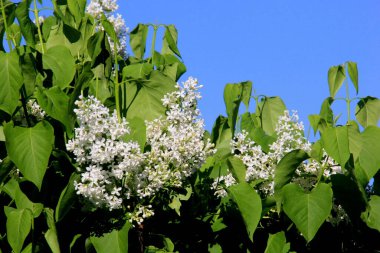Ağacın üzerinde çiçek açan leylak çiçekleri (şırınga vulgaris). Çiçek açan sıradan şırınga vulgaris beyaz leylaklar
