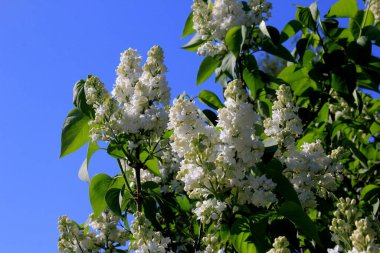 Ağacın üzerinde çiçek açan leylak çiçekleri (şırınga vulgaris). Çiçek açan sıradan şırınga vulgaris beyaz leylaklar
