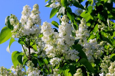 Ağacın üzerinde çiçek açan leylak çiçekleri (şırınga vulgaris). Çiçek açan sıradan şırınga vulgaris beyaz leylaklar