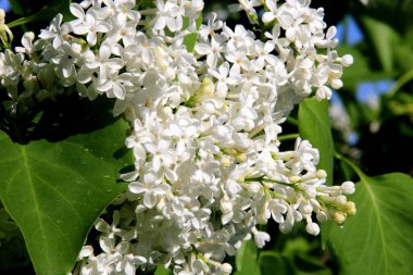 Ağacın üzerinde çiçek açan leylak çiçekleri (şırınga vulgaris). Çiçek açan sıradan şırınga vulgaris beyaz leylaklar