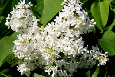 Ağacın üzerinde çiçek açan leylak çiçekleri (şırınga vulgaris). Çiçek açan sıradan şırınga vulgaris beyaz leylaklar