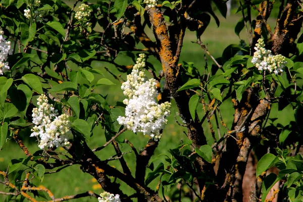 Ağacın Üzerinde Çiçek Açan Leylak Çiçekleri Şırınga Vulgaris Çiçek Açan — Stok fotoğraf