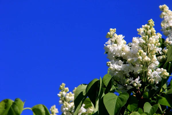 Ağacın Üzerinde Çiçek Açan Leylak Çiçekleri Şırınga Vulgaris Çiçek Açan — Stok fotoğraf