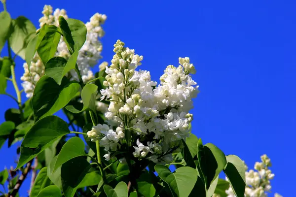 Flor Flores Color Lila Blanco Árbol Syringa Vulgaris Florecimiento Común — Foto de Stock