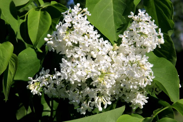 Blommande Vita Syrenblommor Trädet Syringa Vulgaris Blommande Vanliga Syringa Vulgaris — Stockfoto