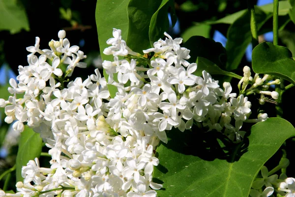 Blommande Vita Syrenblommor Trädet Syringa Vulgaris Blommande Vanliga Syringa Vulgaris — Stockfoto