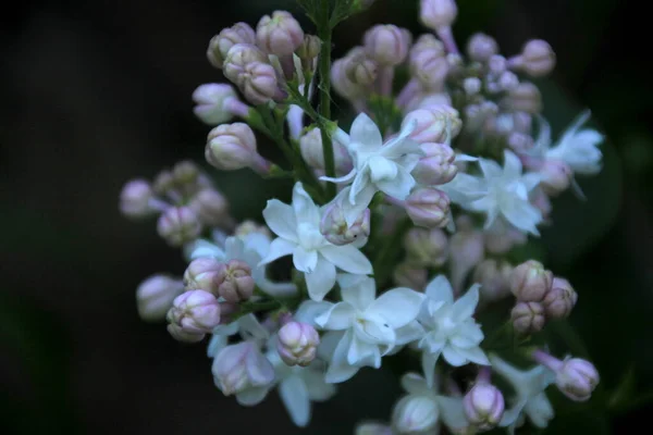 Ağaçta çiçek açan leylak çiçekleri şırınga vulgaris Krasavica Moskvy, Krasavitsa Moskvi. Pembe leylak çeşitleri Moskova 'da bir bahçede çiçek açıyor..