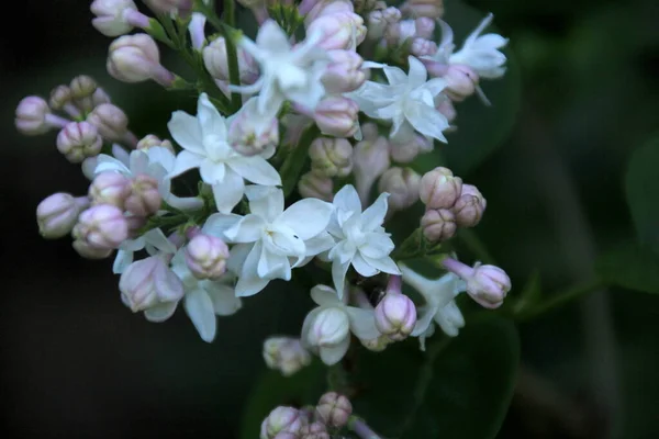 Blommande Vita Syrenblommor Trädet Syringa Vulgaris Krasavica Moskvy Krasavitsa Moskvi — Stockfoto