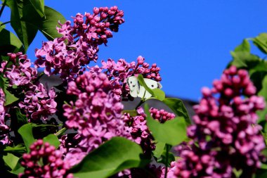 Beyaz kelebekli leylak çiçekleri (Pieris brassicae) - Ağaç dalında yeşil yapraklı bir demet mor çiçek. Şırınga bayağıdır.