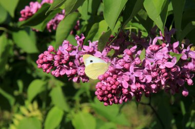Beyaz kelebekli leylak çiçekleri (Pieris brassicae) - Ağaç dalında yeşil yapraklı bir demet mor çiçek. Şırınga bayağıdır.