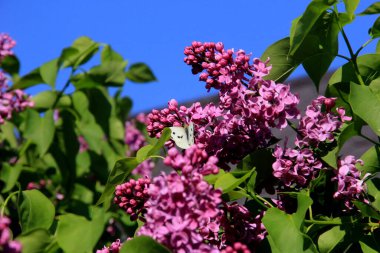 Beyaz kelebekli leylak çiçekleri (Pieris brassicae) - Ağaç dalında yeşil yapraklı bir demet mor çiçek. Şırınga bayağıdır.