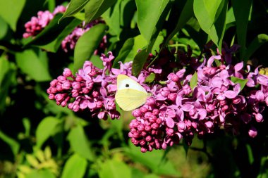 Mor leylak (şırınga vulgaris) çiçekli fabrika yazın kapanıyor. Ağacın dalında yeşil yapraklı bir demet mor çiçek 