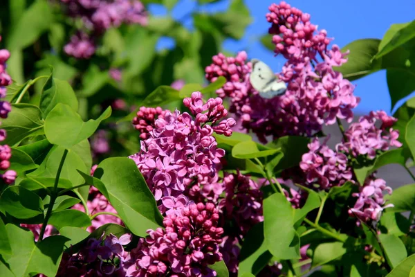 Fioriture Fiori Lilla Primo Piano Con Farfalla Bianca Pieris Brassicae — Foto Stock