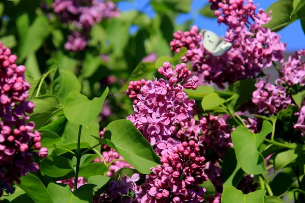 Beyaz kelebekli leylak çiçekleri (Pieris brassicae) - Ağaç dalında yeşil yapraklı bir demet mor çiçek. Şırınga bayağıdır.