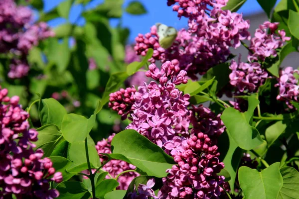 Fioriture Fiori Lilla Primo Piano Con Farfalla Bianca Pieris Brassicae — Foto Stock