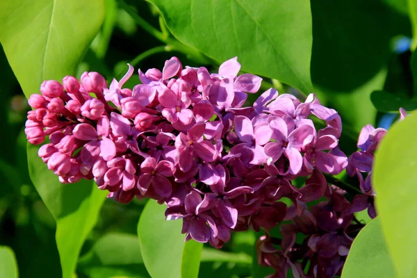 Lila Púrpura Syringa Vulgaris Primer Plano Planta Con Flores Verano — Foto de Stock